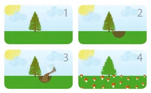 Grzybnia Borowik szlachetny + Kurka pieprznik na Arena.pl