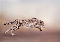 FOTOTAPETA tygrys pantera zwierzęta salonu 300x210