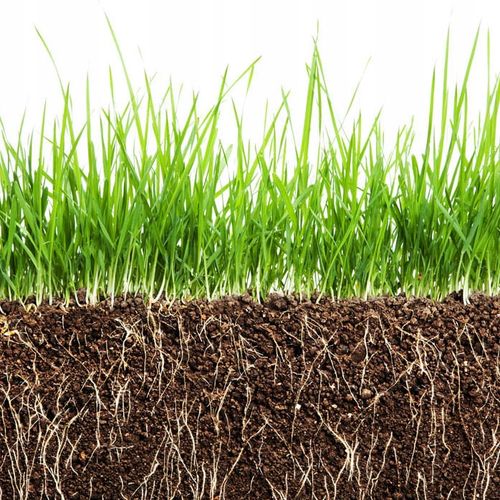 TRAWA ŁĄKOWA PASTWISKOWA ŁĄKA MIESZANKA NA SIANO WYDAJNA I TRWAŁA 5kg na Arena.pl