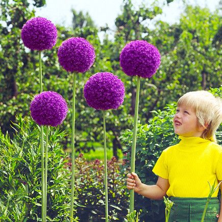 Czosnek ozdobny 'Gladiator' - duża paczka! - 15 szt. na Arena.pl