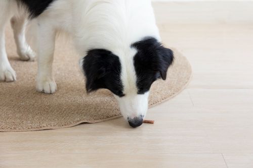 Pałeczki wołowe dla psa - przysmak z wołowiną i ryżem 500g SNAPPY na Arena.pl