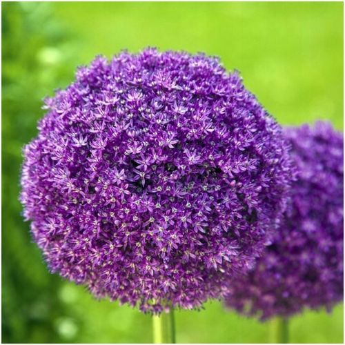 CZOSNEK ozdobny OLBRZYMI cebulki FIOLETOWY GLADIATOR 5 szt. + GRATIS na Arena.pl