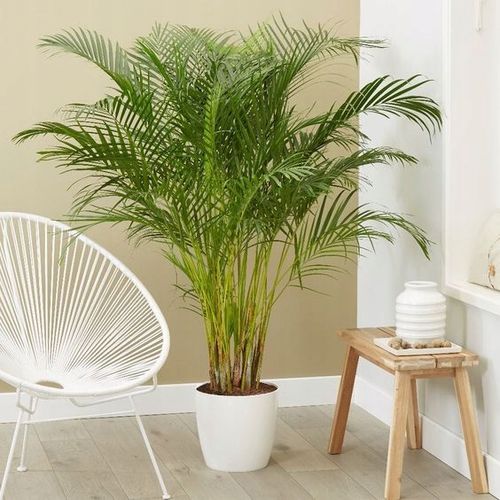 PALMA AREKA Dypsis Lutescens ŻYWY NAWILŻACZ DUŻA PALMA DEKORACYJNA na Arena.pl