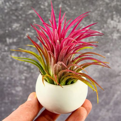 Tillandsia OPLĄTWA ionantha Intensywnie czerwona W ZIMOWYM OPAKOWANIU na Arena.pl