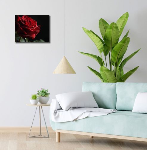 Obraz 40x30cm Róża w Półcieniu na Arena.pl