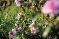 Pudrowe Róże - plakat premium 100x70 cm