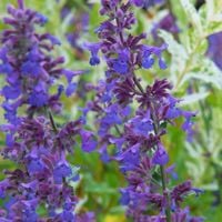Kocimiętka 'Walker's Low' Na taras balkon rabatę (Nepeta x faassenii) 2.0L