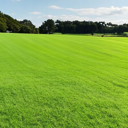 Trawa Samonawożąca 5KG Z MIKROKONICZYNĄ Koniczyna Odporna na suszę 200m2 na Arena.pl