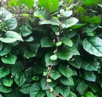 Szpinak Malabarski Pnący Jadalny Ozdobny Leczniczy Chrupiący