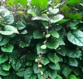 Szpinak Malabarski Pnący Jadalny Ozdobny Leczniczy Chrupiący