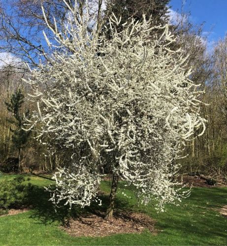 ŚLIWA TARNINA Prunus spinosa- NASIONA 50 sztuk - 10g. na Arena.pl