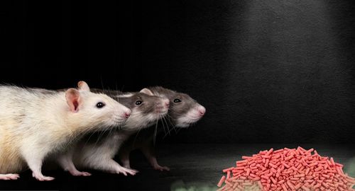 RATIMOR Trutka na myszy i szczury granulat Trucizna Bromadiolon 5kg na Arena.pl