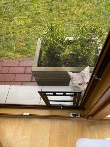 DRZWICZKI moskitiery dla kota i psa (ras małych) na Arena.pl