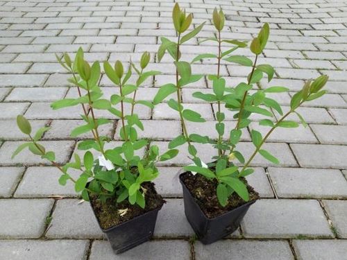 Jagoda kamczacka INDIGO GEM Kanadyjska Słodka Zapylacz odmiany Aurora na Arena.pl