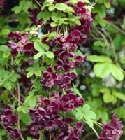 AKEBIA PIĘCIOLISTKOWA Czekoladowe pnącze - sadzonki w doniczkach