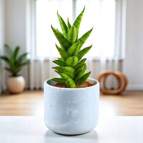 Sansevieria ''Starshooter'' Ø8cm kolekcjonerska niezniszczalna na Arena.pl