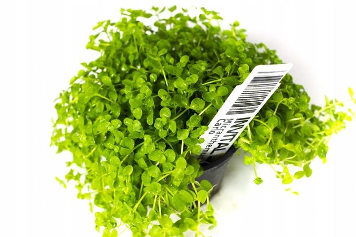 Micranthemum Monte Carlo Dywan 16x11 zdjęcie 4