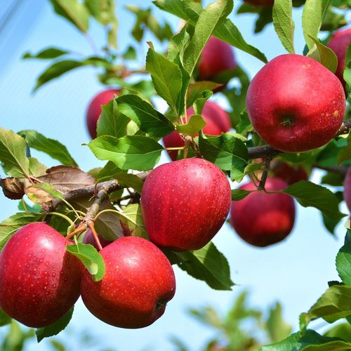 SADZONKI DRZEWKA OWOCOWE JABŁOŃ SZAMPION SŁODKA NAJLEPSZA I SOCZYSTA na Arena.pl
