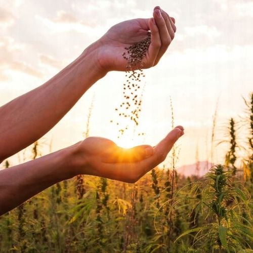 Wiejska Zagroda Karma sucha dla psa KACZKA GRUSZKA WARZYWA Duże rasy L 9kg na Arena.pl