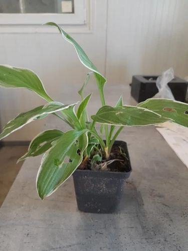 FUNKIA HOSTA - sadzonki 10 / 20 cm na Arena.pl