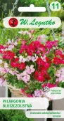 Nasiona Pelargonia Speedy 5 Nasion Legutko