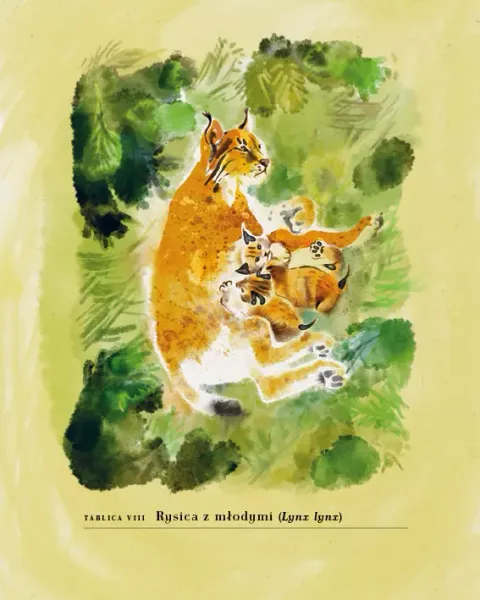 Hajda. Beskid bez kitu zdjęcie 3