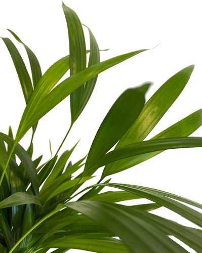 PALMA AREKA (ARECA) 40 cm na Arena.pl