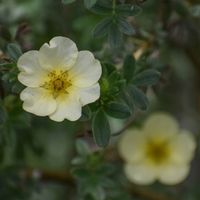 Pięciornik krzewiasty TILFORD CREAM Kremowy Na suche gleby Sadzonki P9