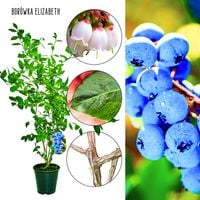 Borówka Elizabeth późna odmiana słodka KRZEW 60-90 cm