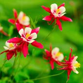 Orlik CRIMSON STAR Biało-czerwony kwiat Aquilegia