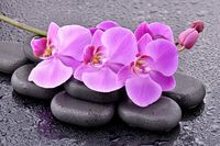 FOTOTAPETA DO SPA KWIATY STORCZYKI KAMIENIE