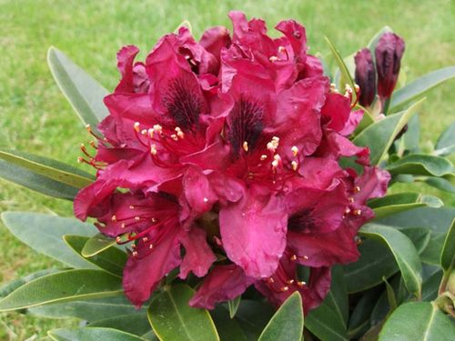 Różanecznik Kali C3 E na Arena.pl