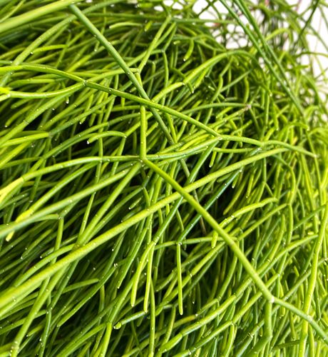 PATYCZAK RHIPSALIS CASSUTHA 100 cm na Arena.pl