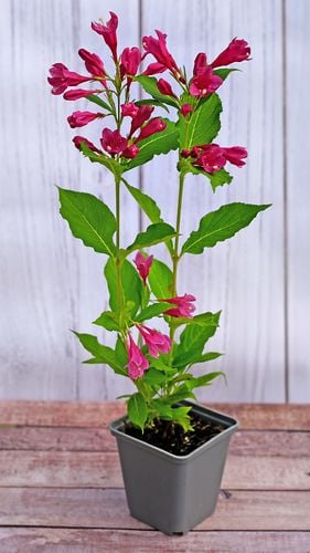 Krzewuszka Bristol Ruby p9 do Ogrodu na Arena.pl