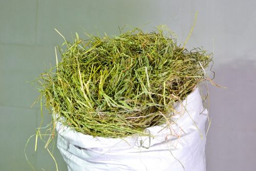 Siano , Sianko, 5kg dla gryzoni ,zwierząt domowych i hodowlanych na Arena.pl