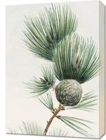 Obraz 50x70cm Gayo Matsu Pine, Morikaga Japoński Vintage