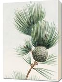 Obraz 50x70cm Gayo Matsu Pine, Morikaga Japoński Vintage