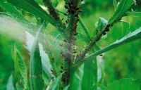 OPRYSK PREPARAT PŁYN ŚRODEK NA MSZYCE PRZĘDZIORKI WCIORNASTKI NO PEST 100ML