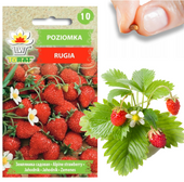 POZIOMKA NASIONA POZIOMKI RUGIA PLENNA SOCZYSTE OWOCE NAJSŁODSZA 0,2G