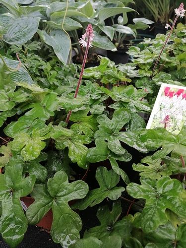 Tiarella Spring Symphony do cienia na Arena.pl