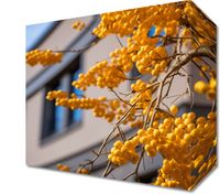 Obraz 20x20cm Złote Jagody