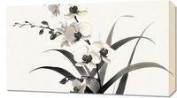Obraz 70x40cm Orchidea