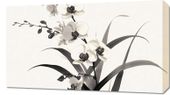 Obraz 70x40cm Orchidea