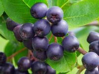 ARONIA Czarnoowocowa Czarna Na soki Sadzonki w doniczkach 1L