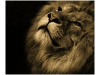 product-compare-58648435