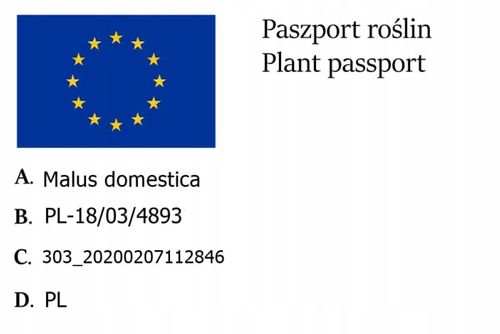 Jabłoń PAPIERÓWKA Oliwka żółta/ ODMIANA DESEROWA na Arena.pl