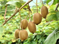 KIWI samopylne duże sadzonki odporna na mróz - sadzonki 10 / 15 cm