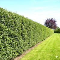 IRGA żywopłot Pakiet 10 sztuk - sadzonki 40 / 60 cm