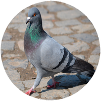 Opłatek na tort Gołębie