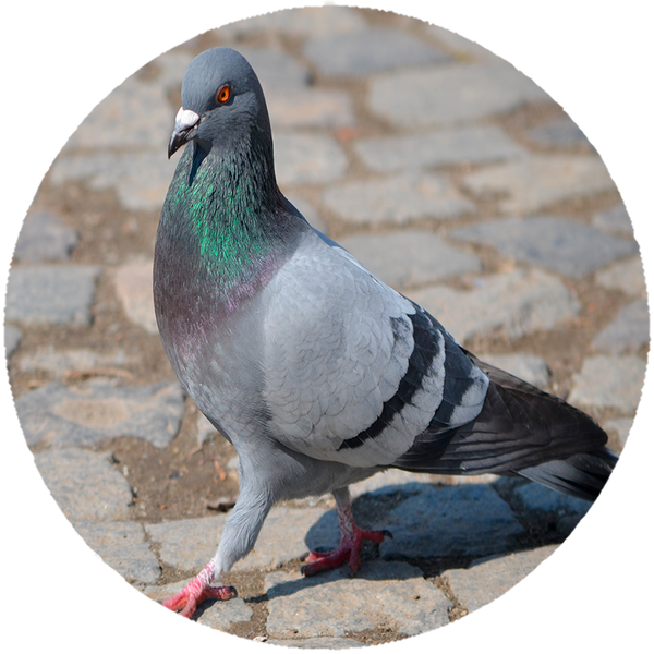 Opłatek na tort Gołębie zdjęcie 1